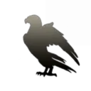 Northern Shrikes