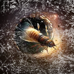 NeighbourRoach.