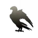 Northern Shrikes