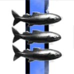 Pebble Beach Diving Club