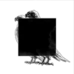 Veil of the Black Vulture