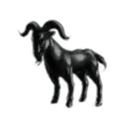 Black Buck Workshop