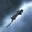 Jackdaw