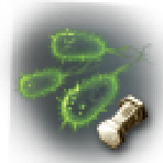 Bacteria