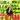 HIDDEN LEAF VILLAGE NINJA AssAssIn SQUAD eSports