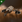 'Integrated' Praetor