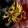 Nezmor's Golden Griffins