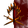 Dark Cadre Holding's