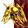 Forsaken XL